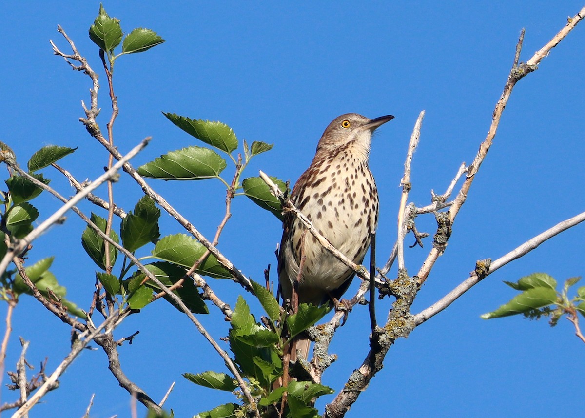 Brown Thrasher - ML620226558