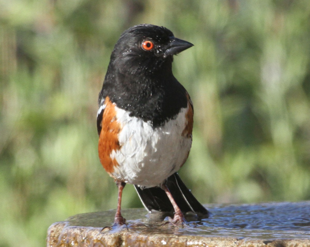 Spotted Towhee - ML620226562