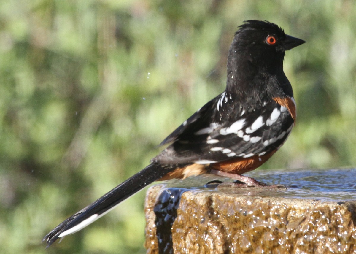 Spotted Towhee - ML620226563