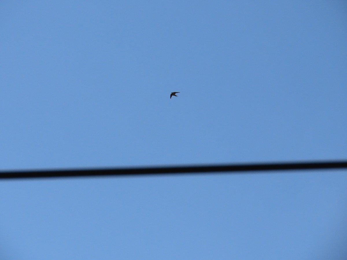 Red-rumped Swallow - ML620226564