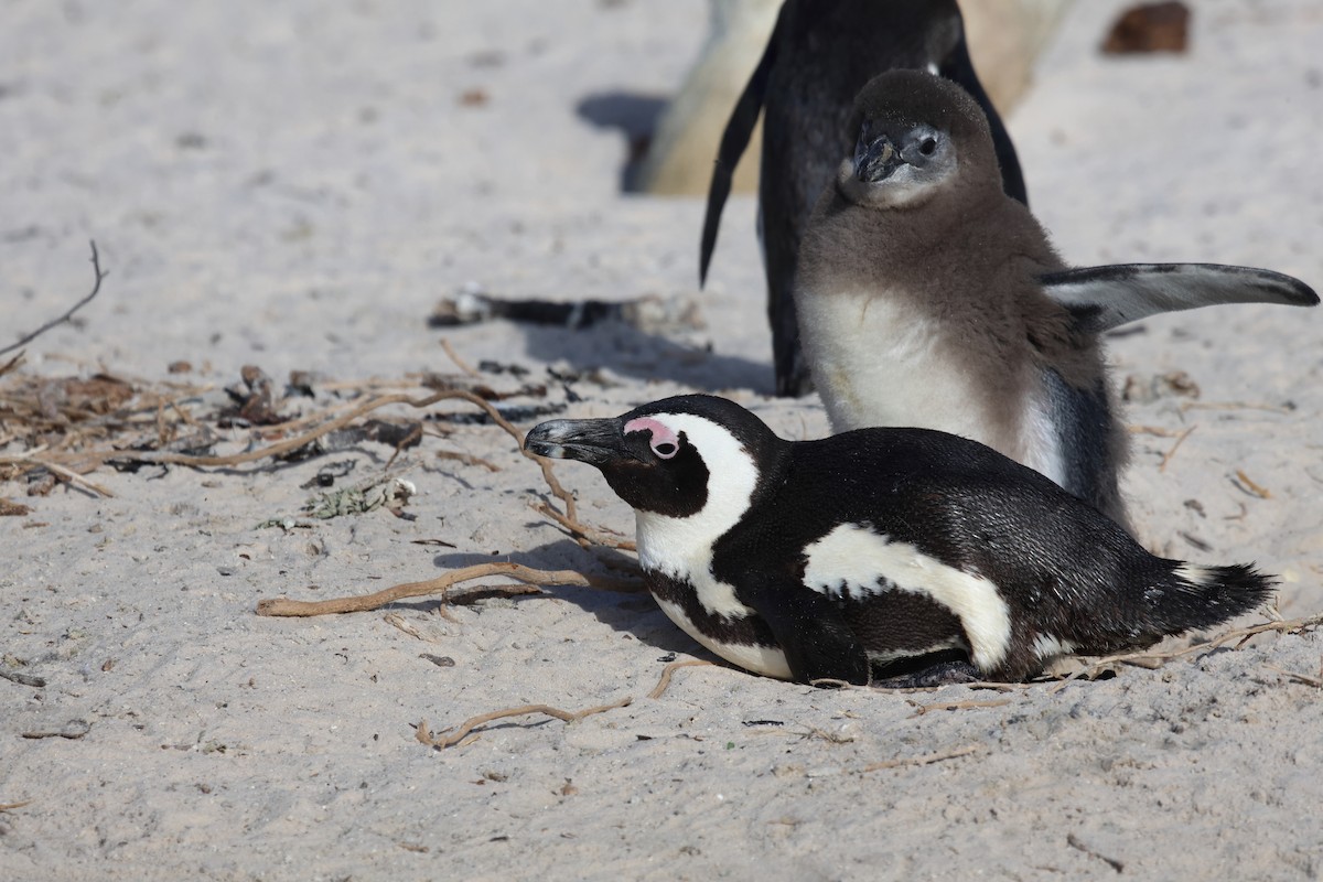 Pingüino de El Cabo - ML620226567