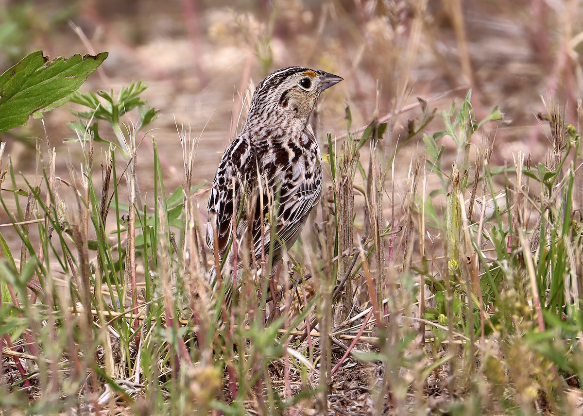 Grasshopper Sparrow - ML620226568