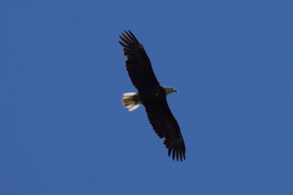 Weißkopf-Seeadler - ML620226570