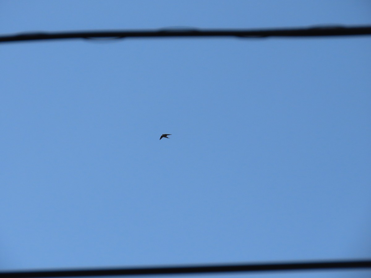 Red-rumped Swallow - ML620226572