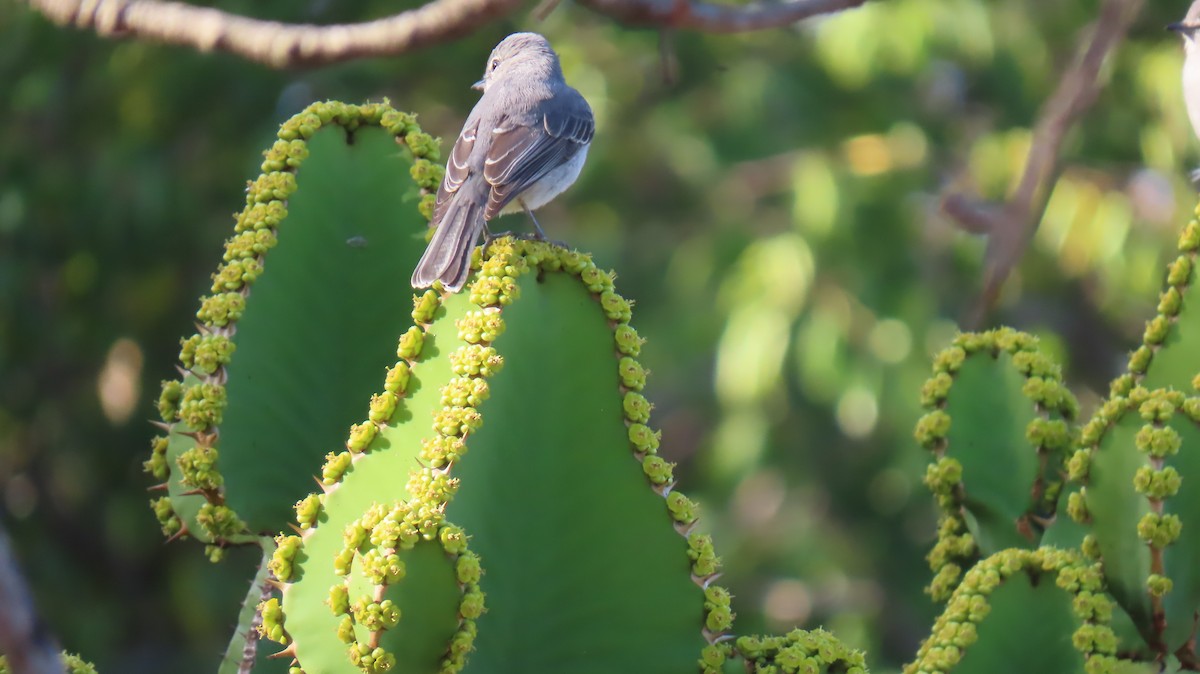 African Dusky Flycatcher - ML620226574