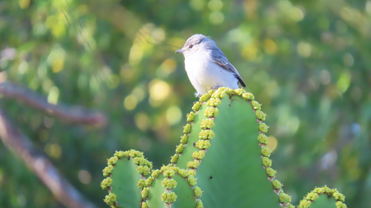 Ashy Flycatcher - Ann Kovich