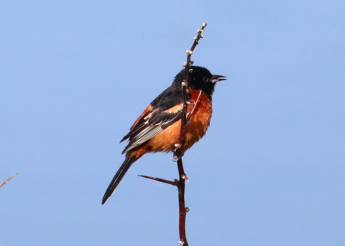 Orchard Oriole - ML620226578