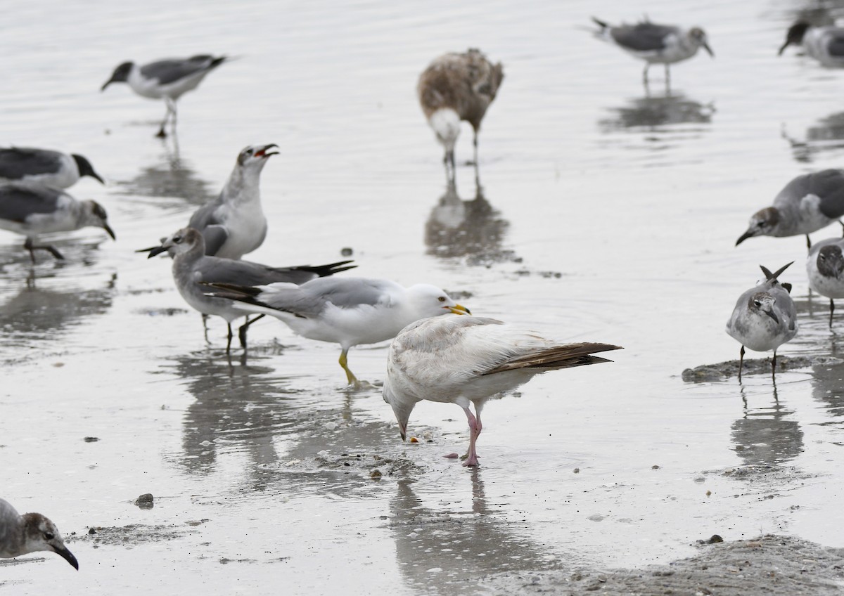 goéland ou mouette sp. - ML620226590