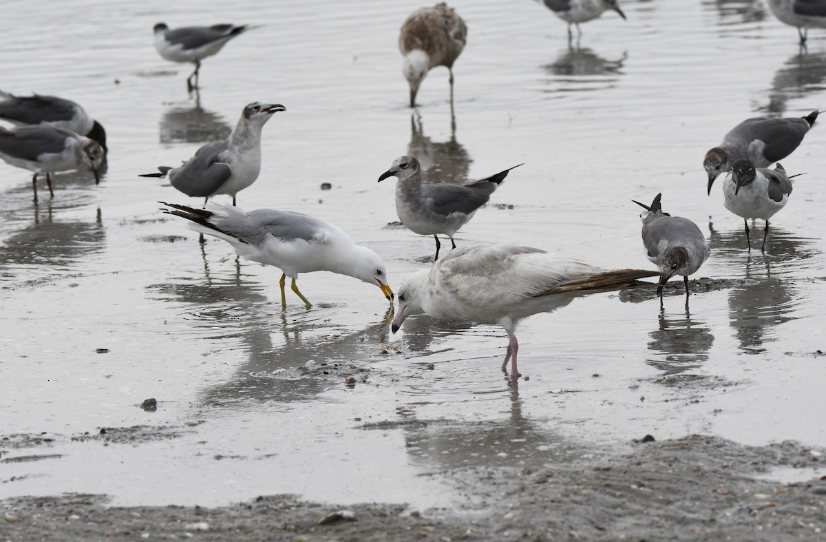 goéland ou mouette sp. - ML620226591