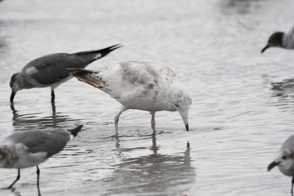 goéland ou mouette sp. - ML620226592