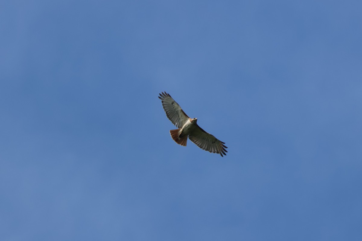 Red-tailed Hawk - ML620226594