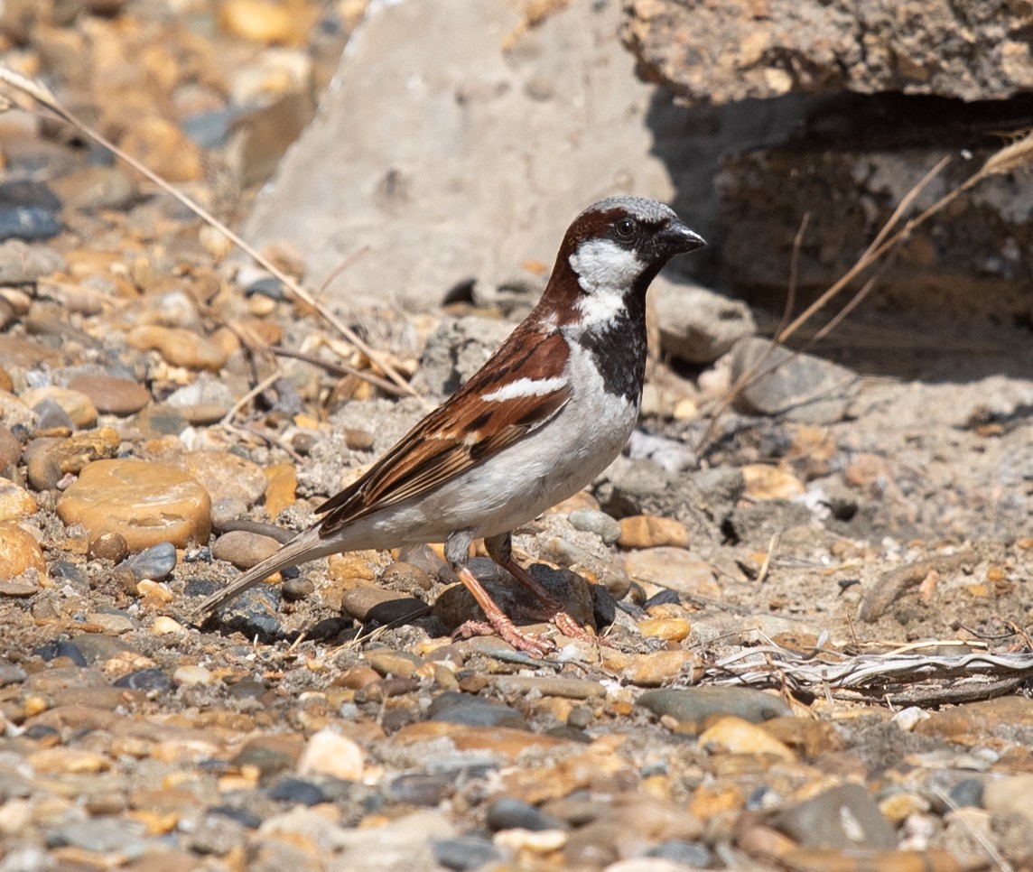 House Sparrow (Indian) - ML620226604