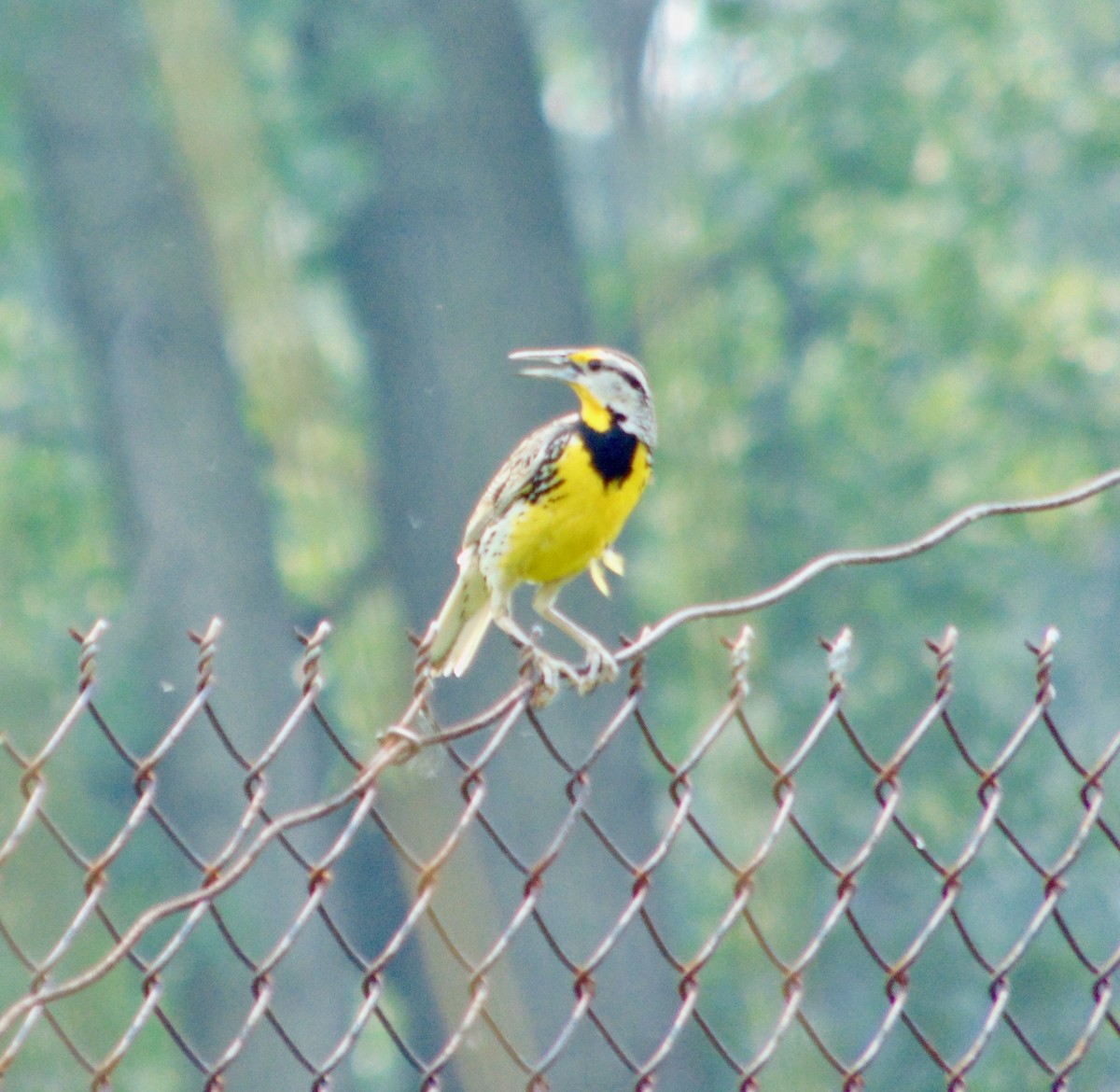 Eastern Meadowlark - ML620226613