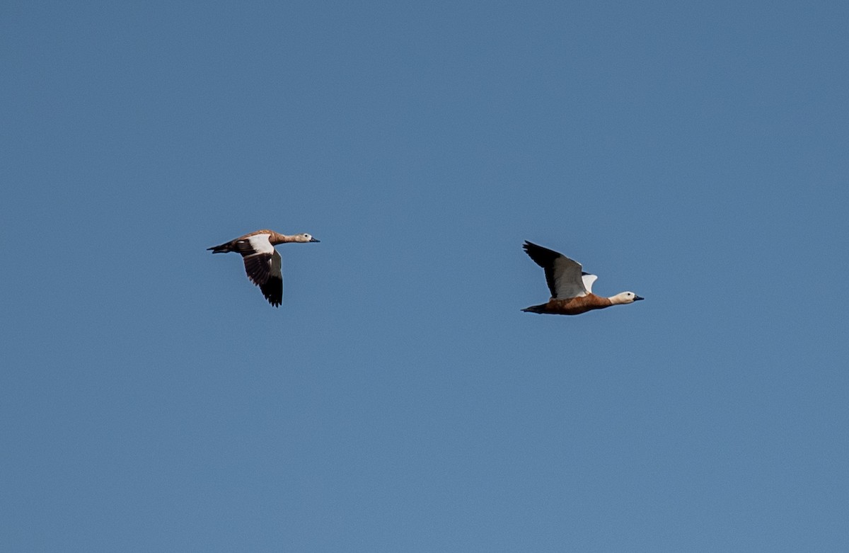 Ruddy Shelduck - ML620226617