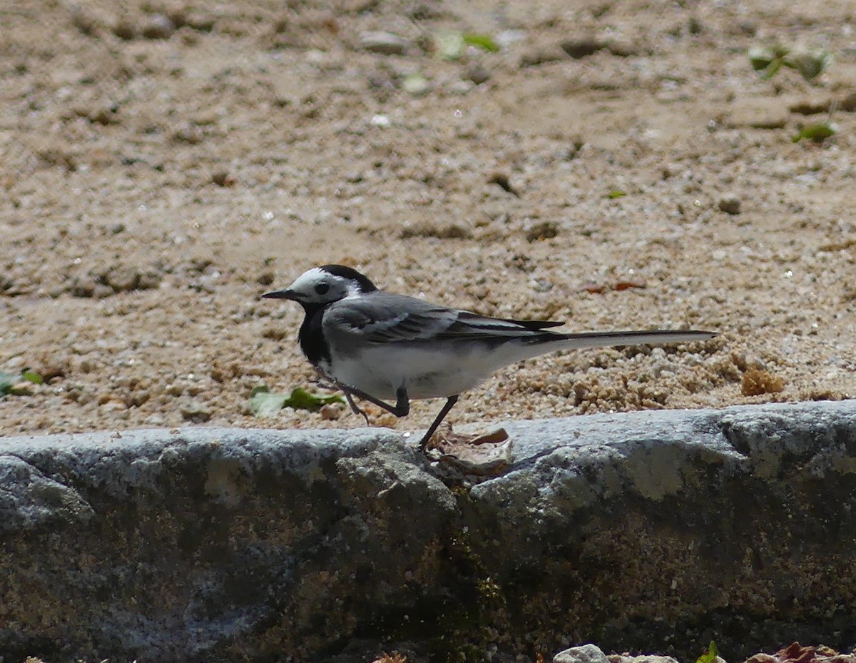 White Wagtail - ML620226620