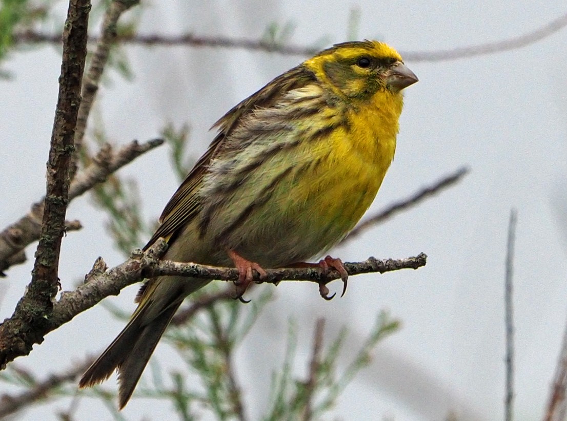 European Serin - ML620226626