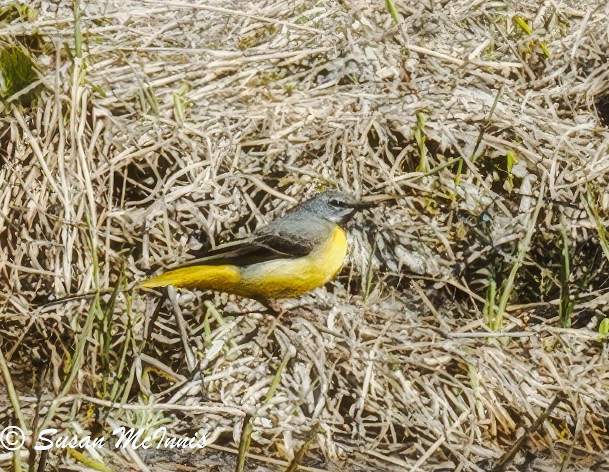 Gray Wagtail - Susan Mac