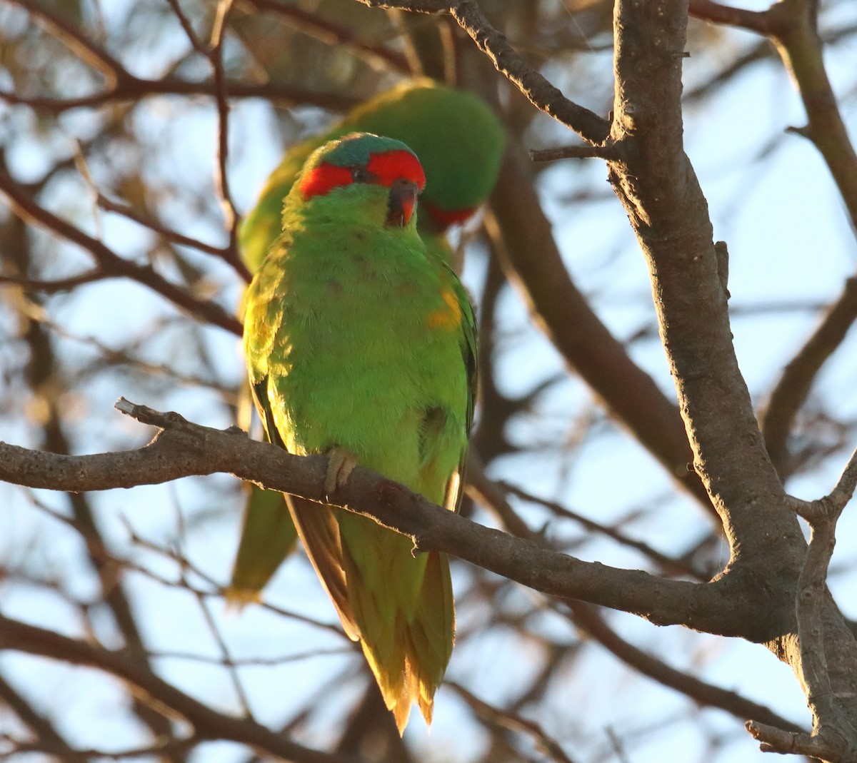 Musk Lorikeet - Michael Taylor