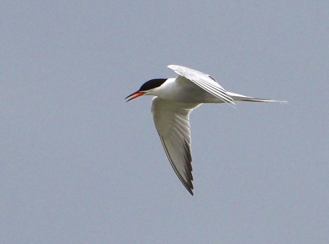 Common Tern - Brian Carruthers