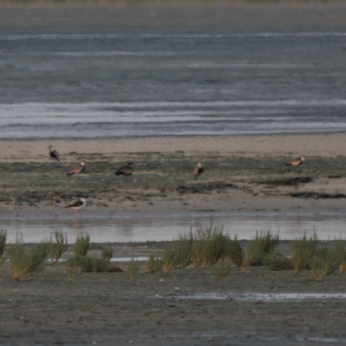 Spur-winged Lapwing - ML620226646