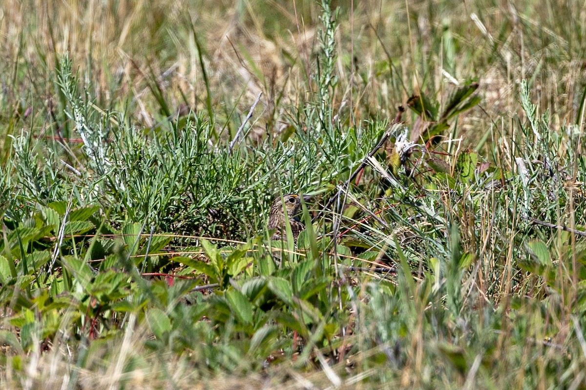 Grasshopper Sparrow - ML620226651