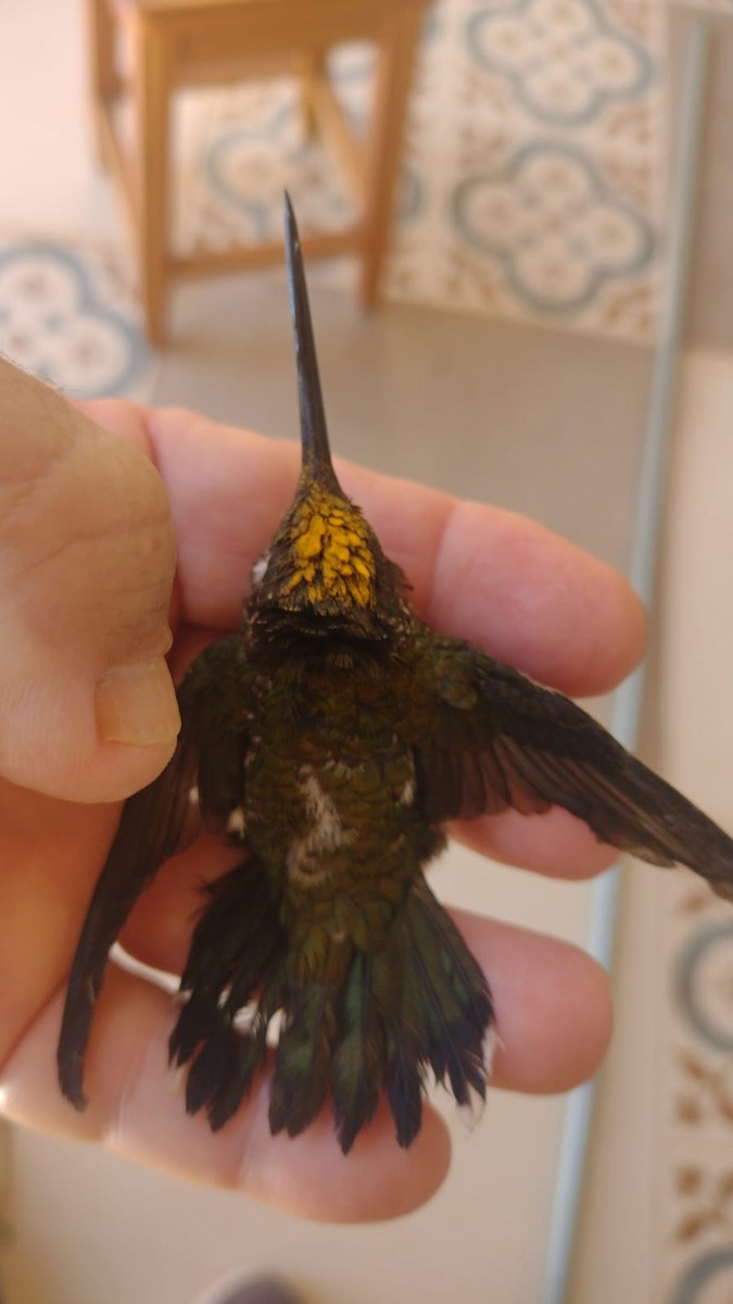 kolibřík fialovolímcový - ML620226657