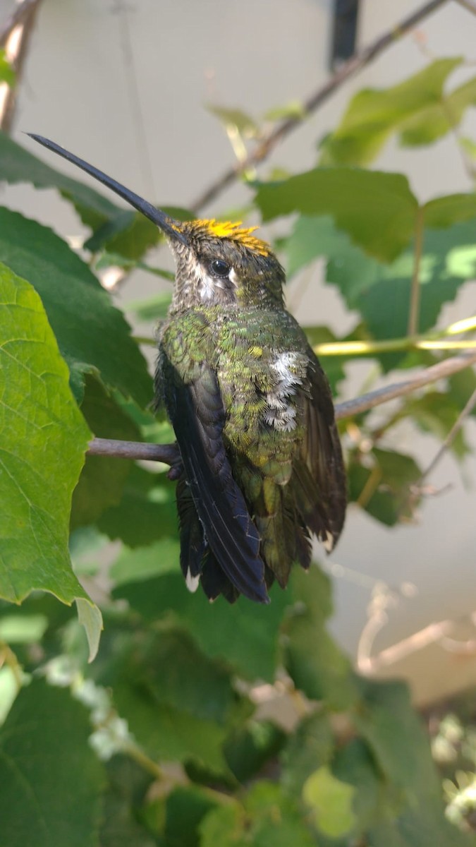 kolibřík fialovolímcový - ML620226658
