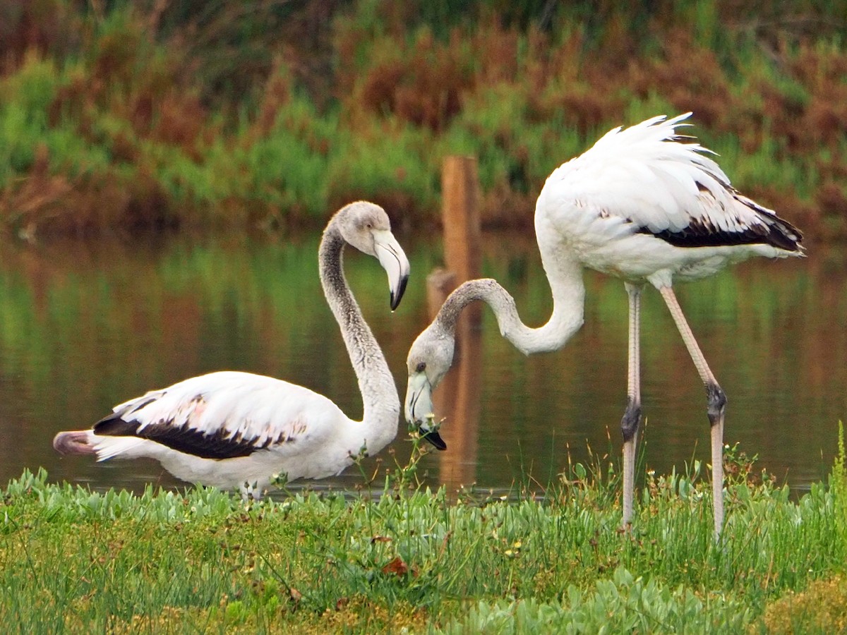 Flamant rose - ML620226659