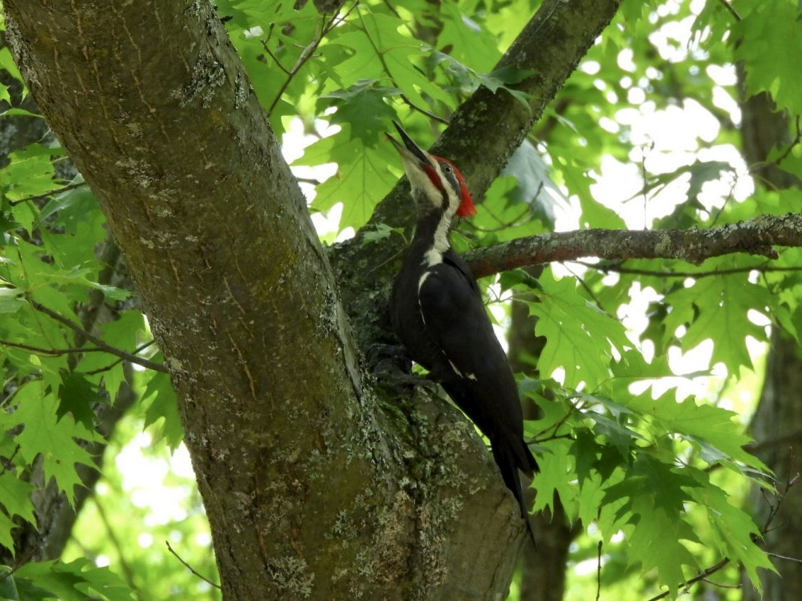 Pileated Woodpecker - ML620226662