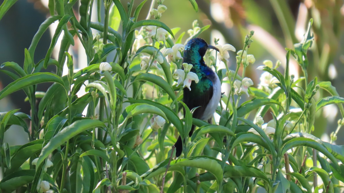 White-breasted Sunbird - ML620226665