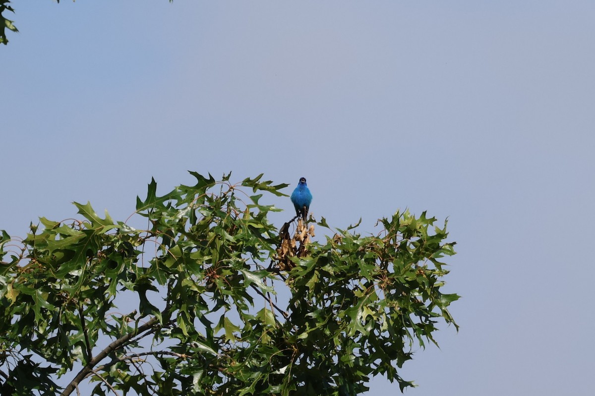 Indigo Bunting - ML620226672