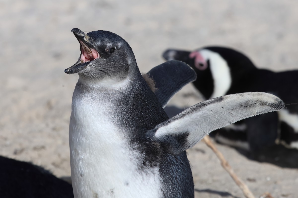 Pingüino de El Cabo - ML620226676