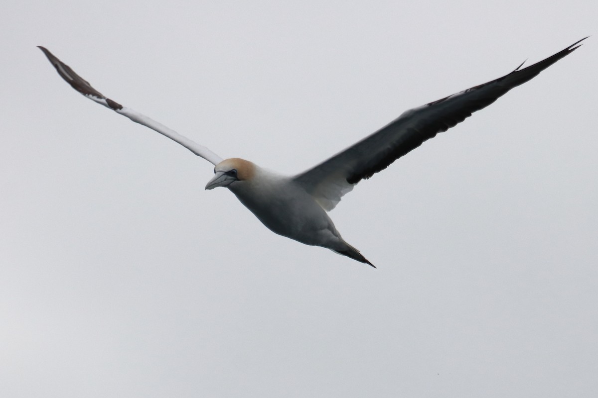 Australasian Gannet - ML620226679