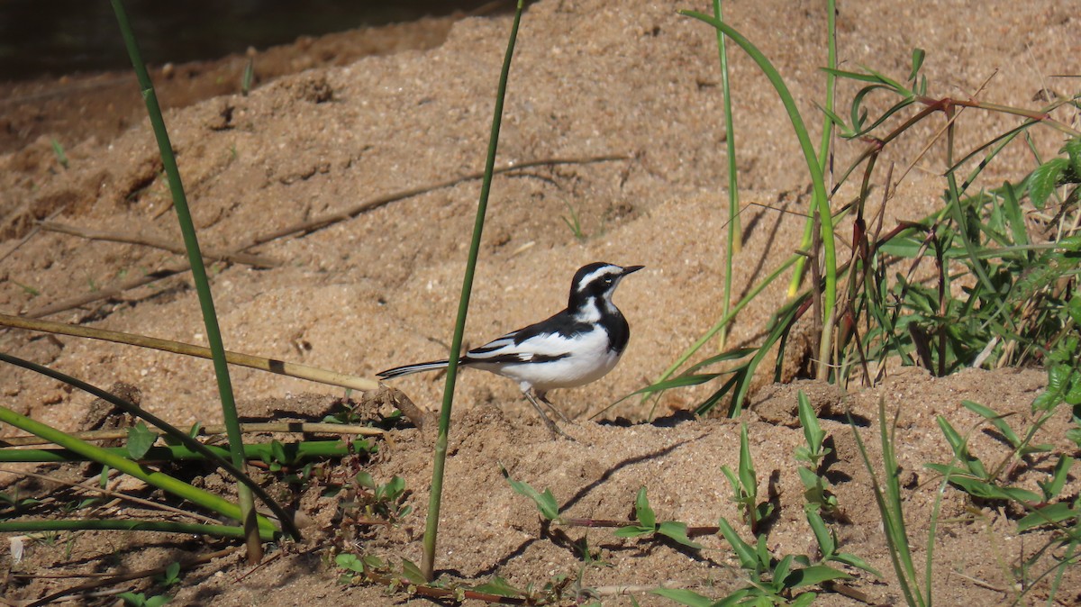 African Pied Wagtail - ML620226686