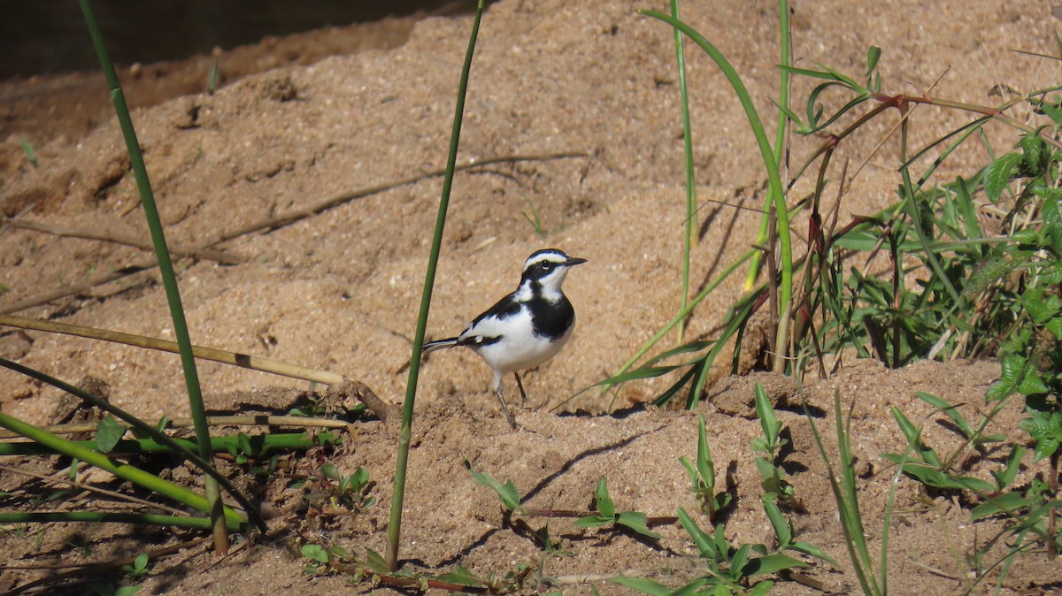 African Pied Wagtail - ML620226687