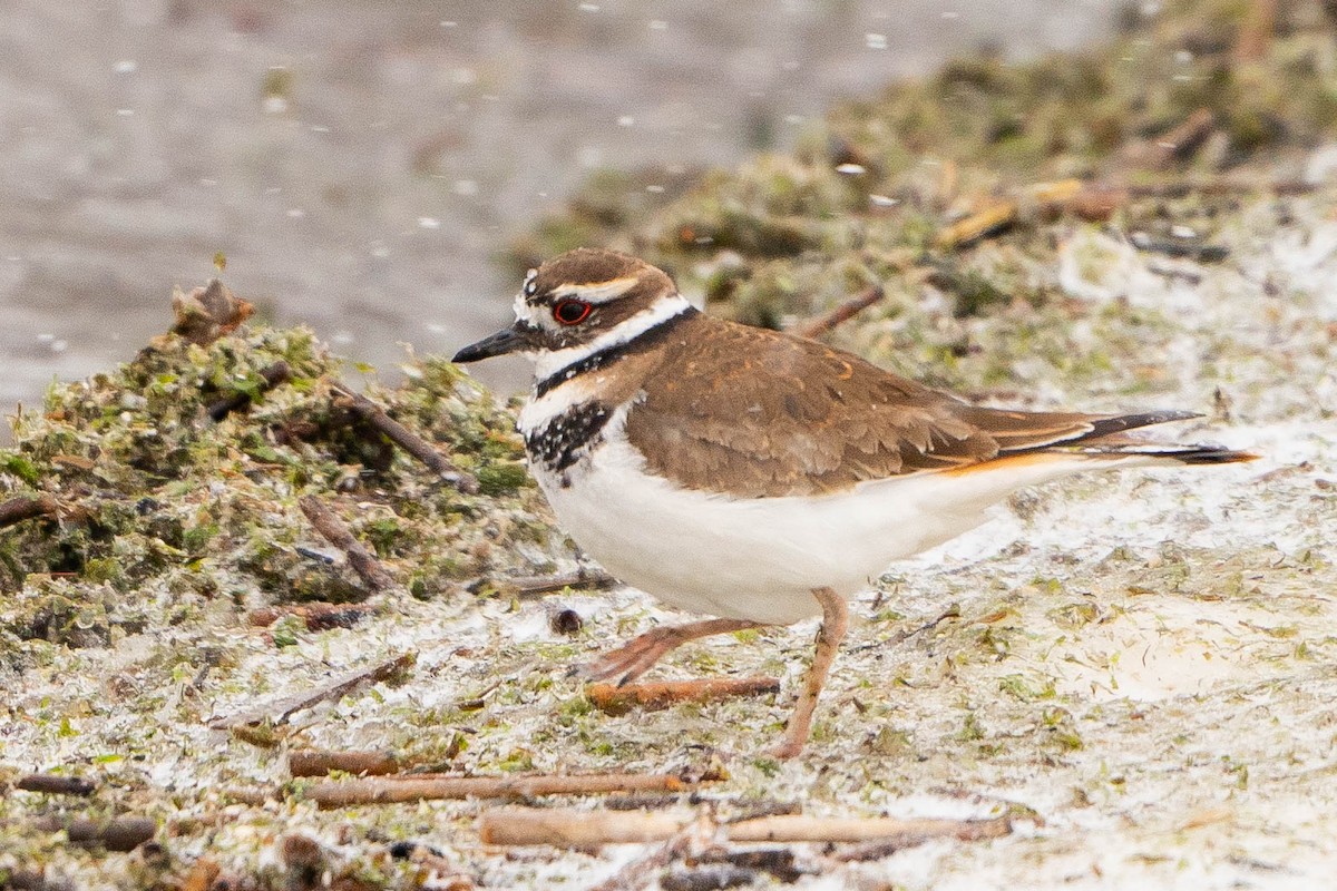 Killdeer - ML620226699