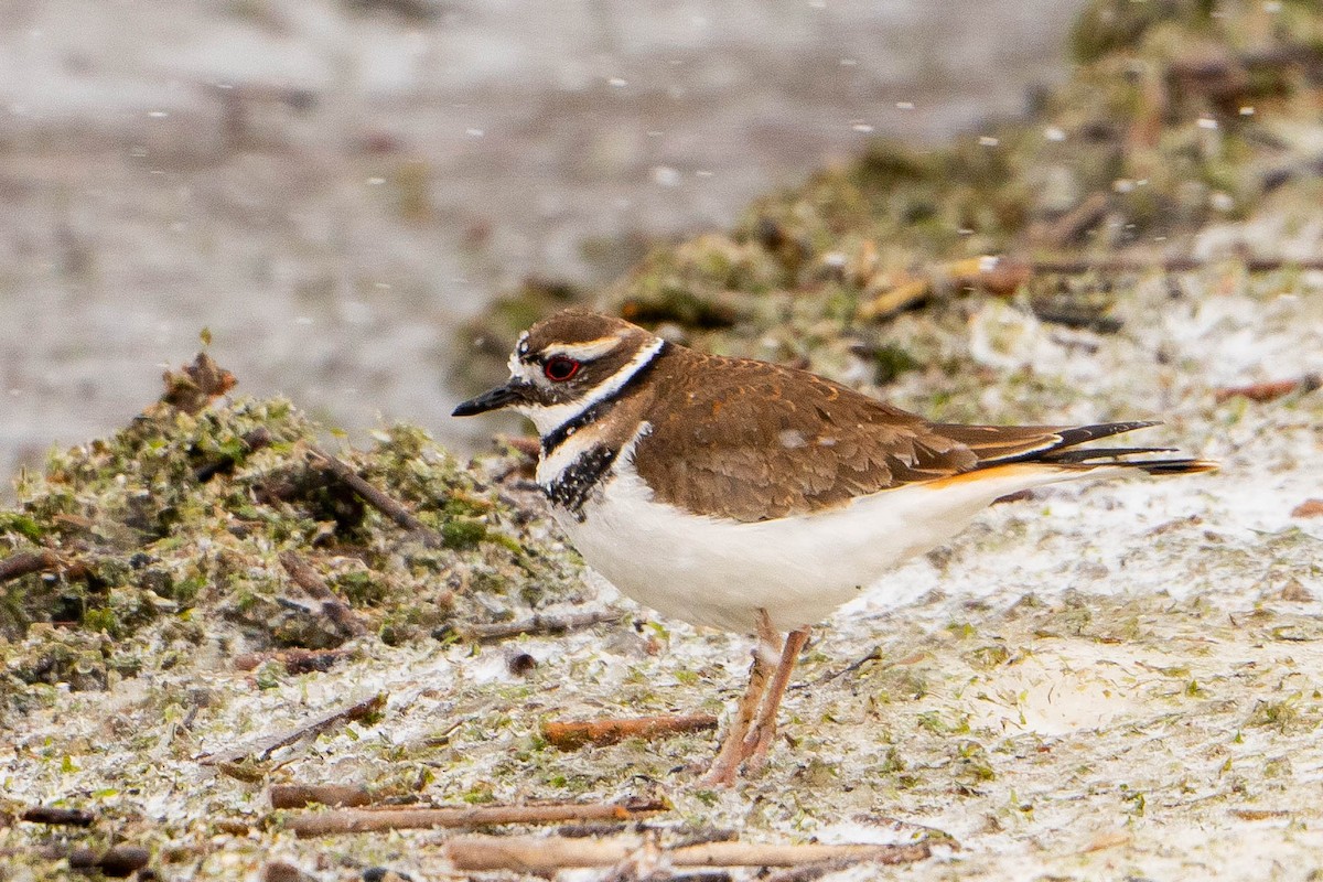 Killdeer - ML620226700