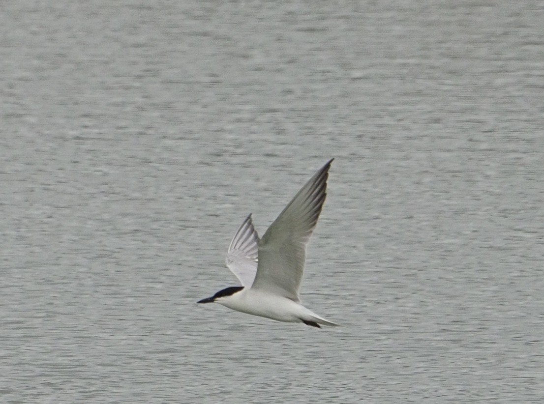 Gull-billed Tern - ML620226712