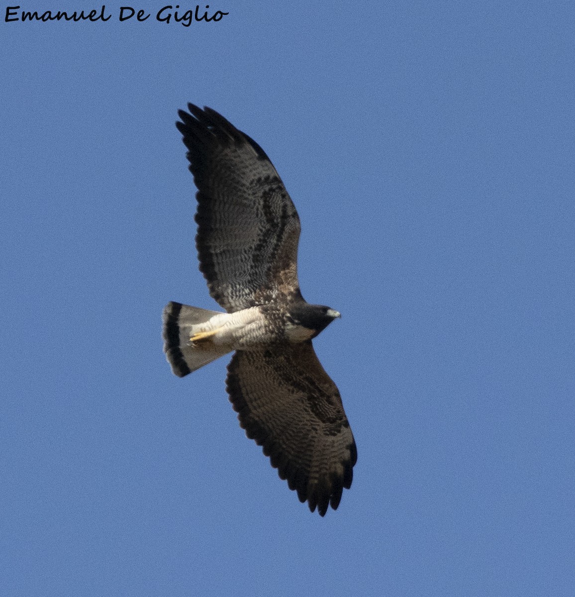 White-tailed Hawk - Emanuel De Giglio