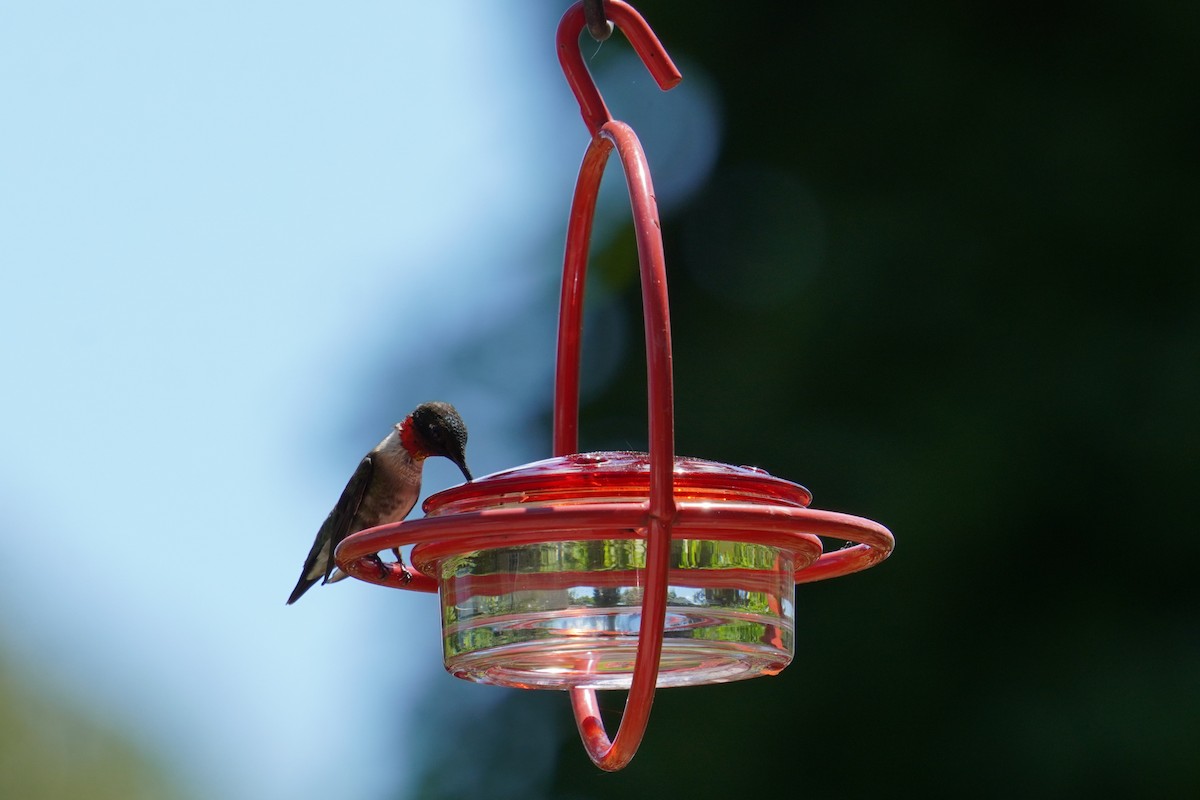 Ruby-throated Hummingbird - ML620226739