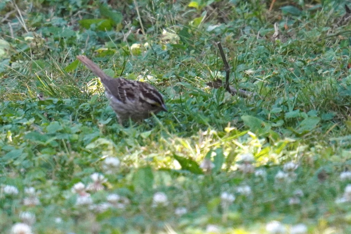 White-throated Sparrow - ML620226746