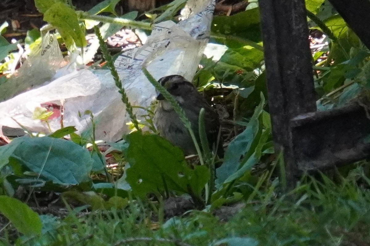 White-throated Sparrow - ML620226748