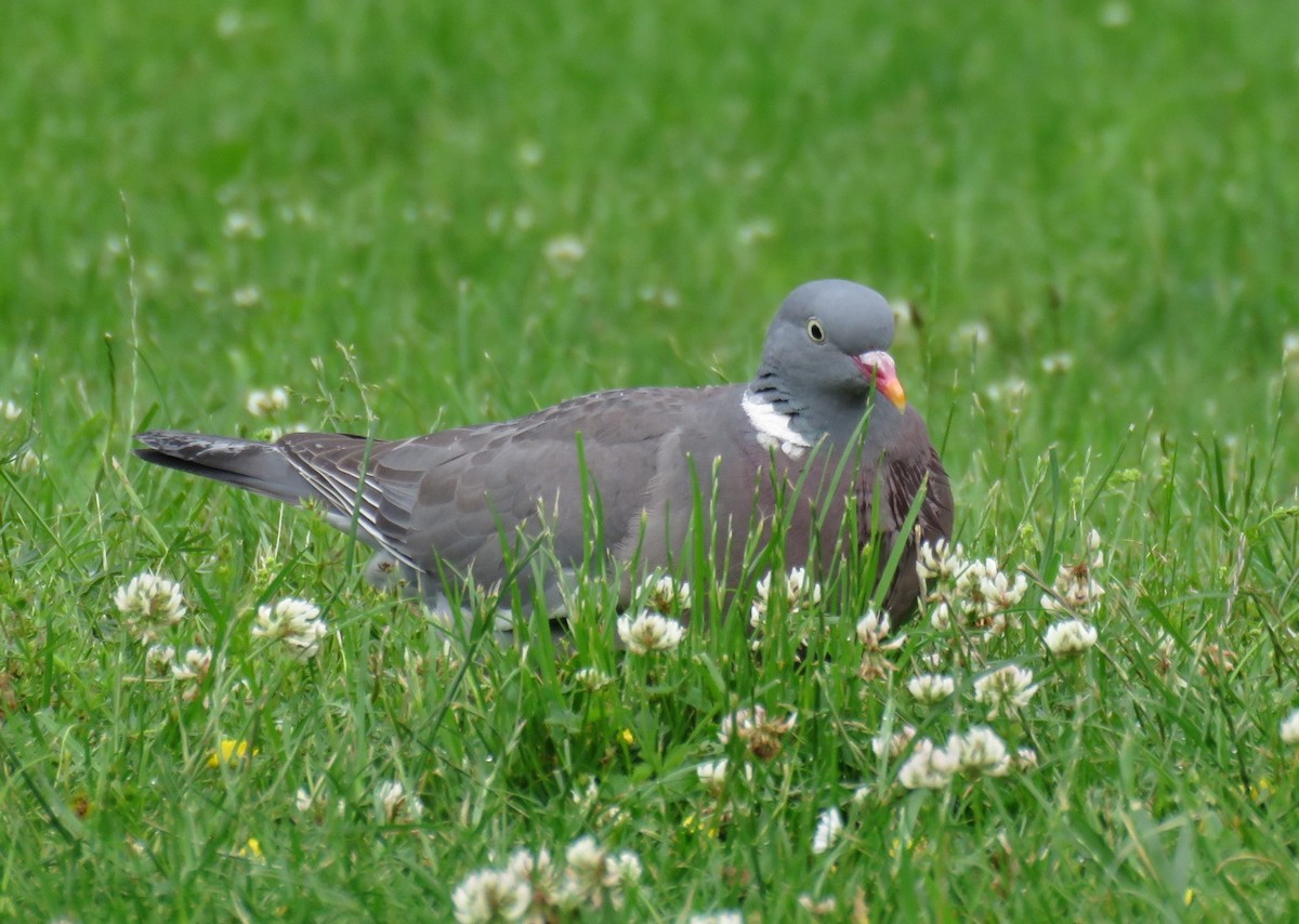 Common Wood-Pigeon - ML620226749