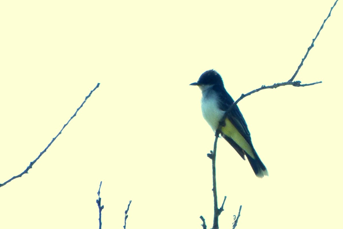 Eastern Kingbird - ML620226765