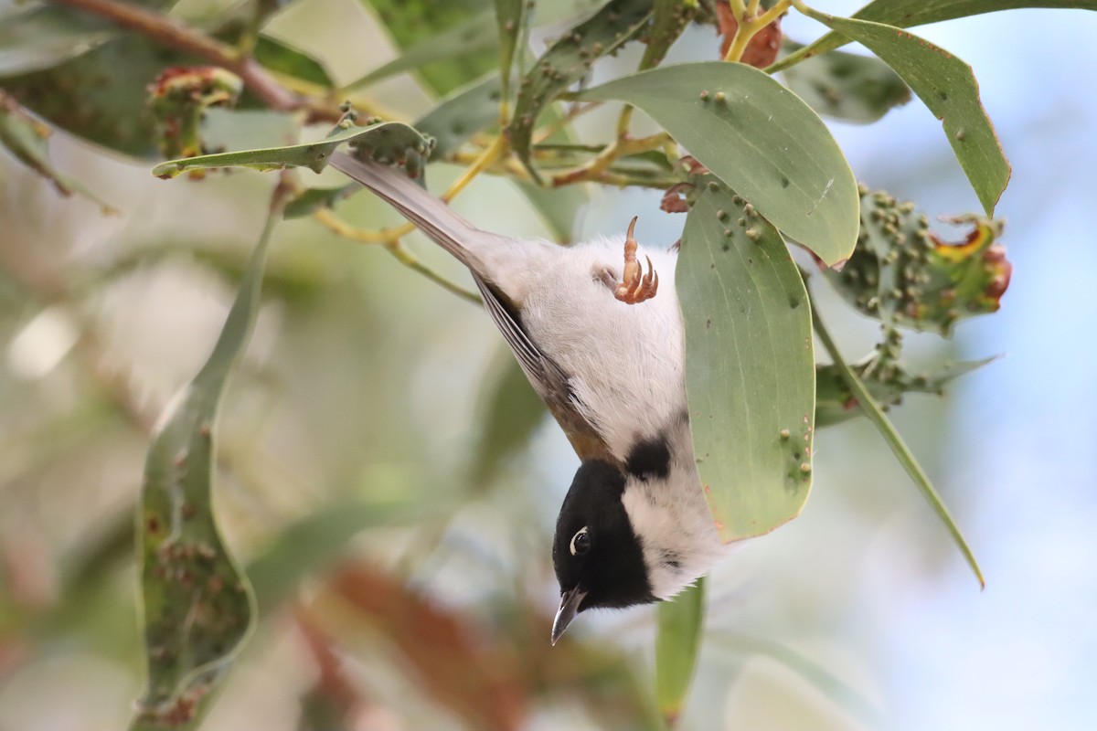 Black-headed Honeyeater - Michael Taylor