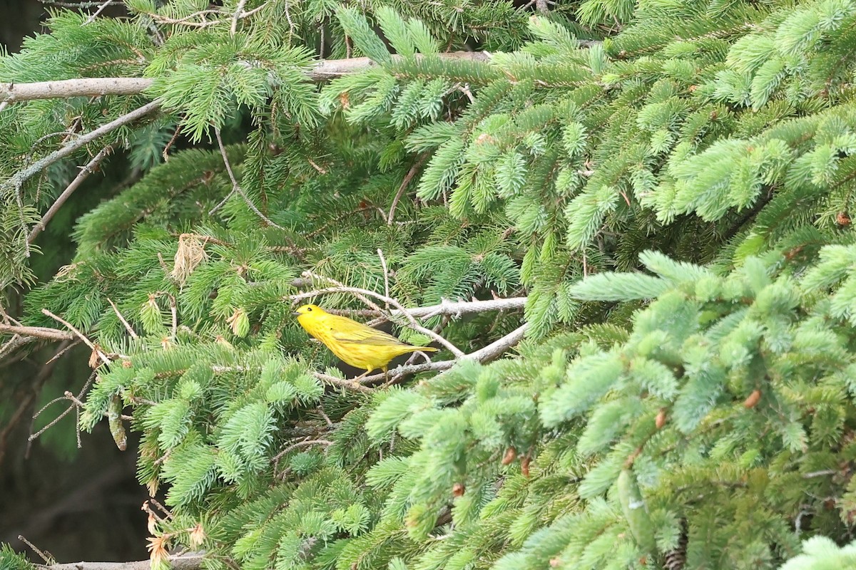 Yellow Warbler - ML620226780