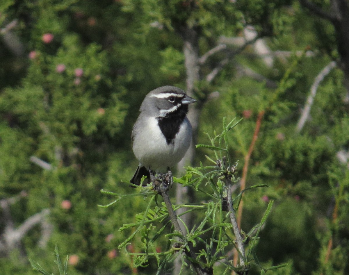 Black-throated Sparrow - ML620226792