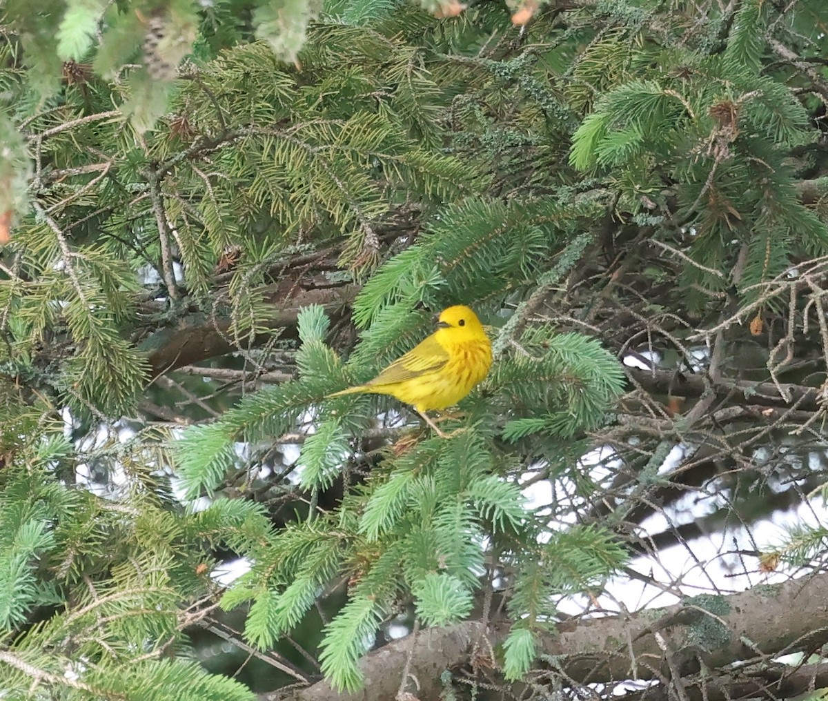 Yellow Warbler - ML620226794