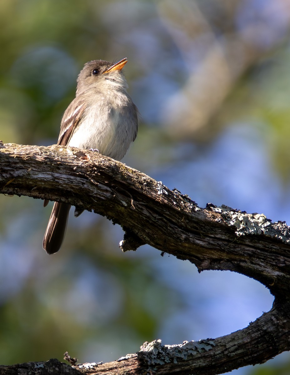 Eastern Wood-Pewee - ML620226800