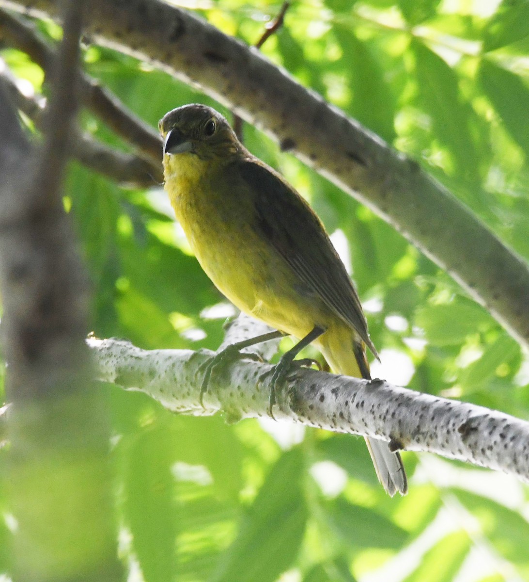 Painted Bunting - ML620226801